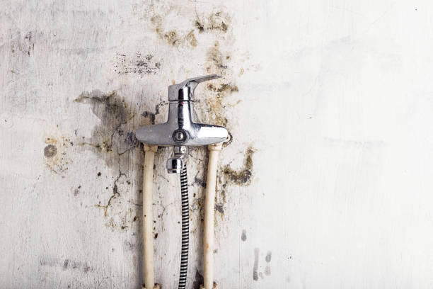 Best Health and Safety Mold Remediation in Saginaw, MI