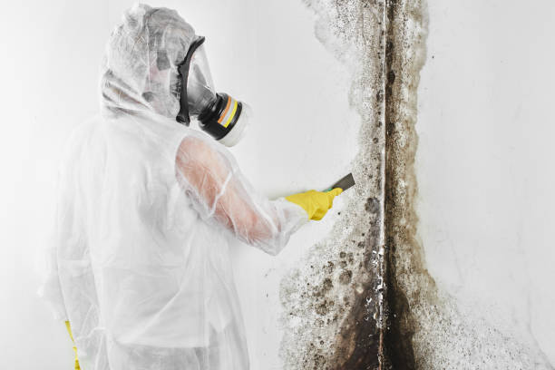 Best Residential Mold Remediation in Saginaw, MI