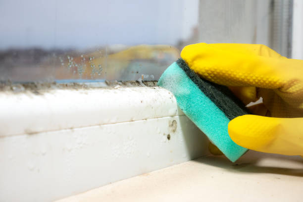 Best Localized Mold Remediation (e.g., coastal areas, humid climates) in Saginaw, MI