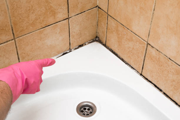 Best Attic Mold Remediation in Saginaw, MI